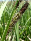 Carex atherodes. Андрогинный колосок осоки. Ростовская обл., дельта Дона, окр. хутора Узяк, влажный берег протоки. 03.05.2012.