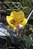 Tulipa lemmersii