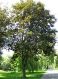 Acer pseudoplatanus. Плодоносящее дерево. Беларусь, г. Брест, мемориальный комплекс «Брестская крепость-герой», 30.06.2012.