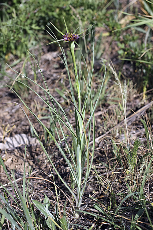 Image of Tragopogon porrifolius ssp. longirostris specimen.