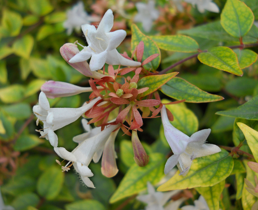 Изображение особи Abelia × grandiflora.