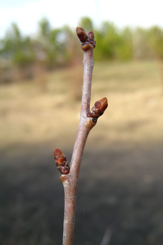 Image of Cerasus fruticosa specimen.