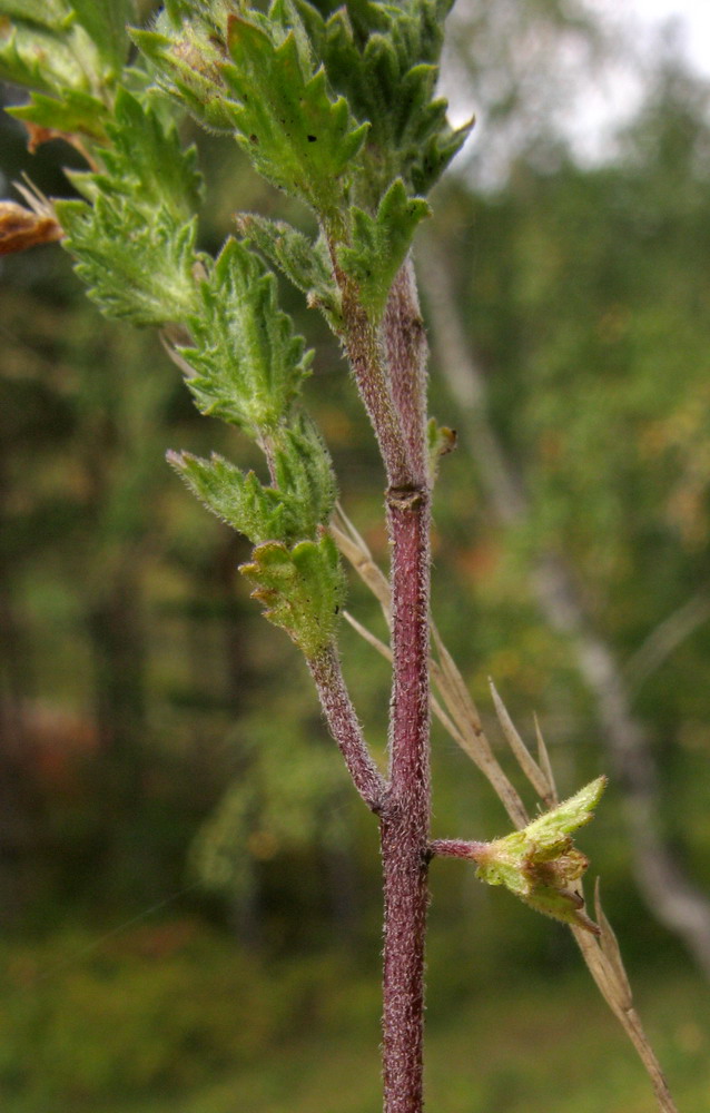 Изображение особи Euphrasia stricta.