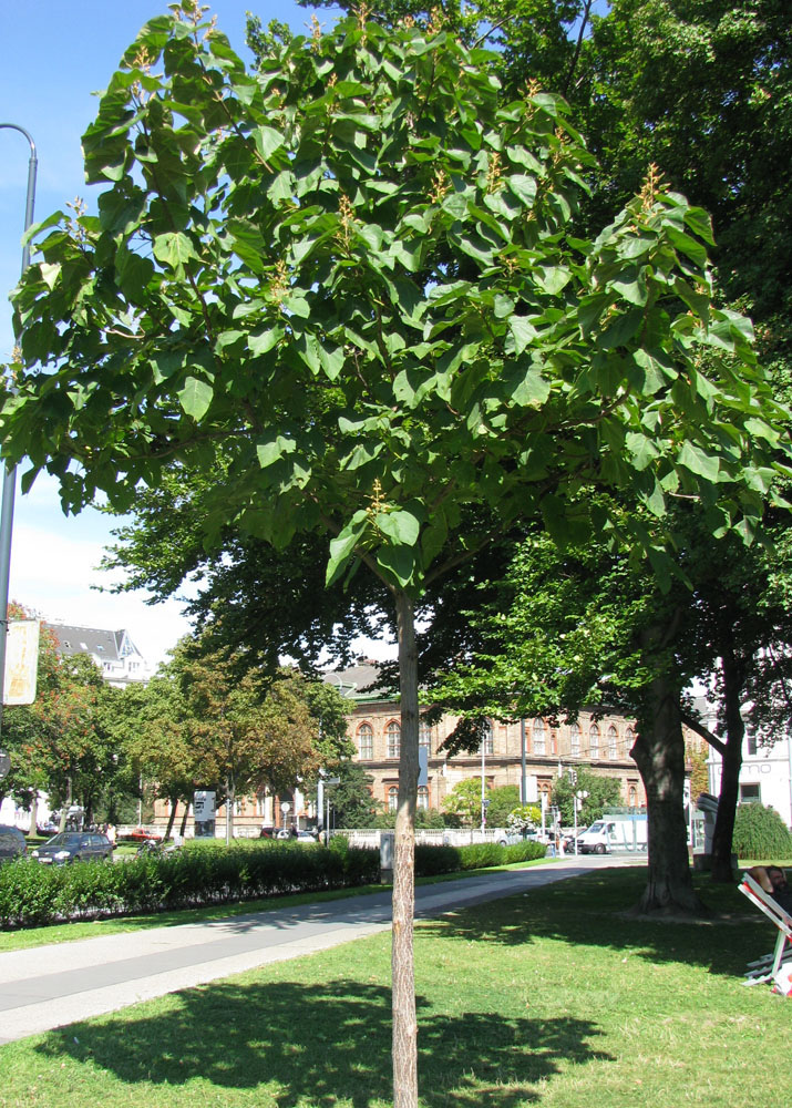 Изображение особи Paulownia tomentosa.