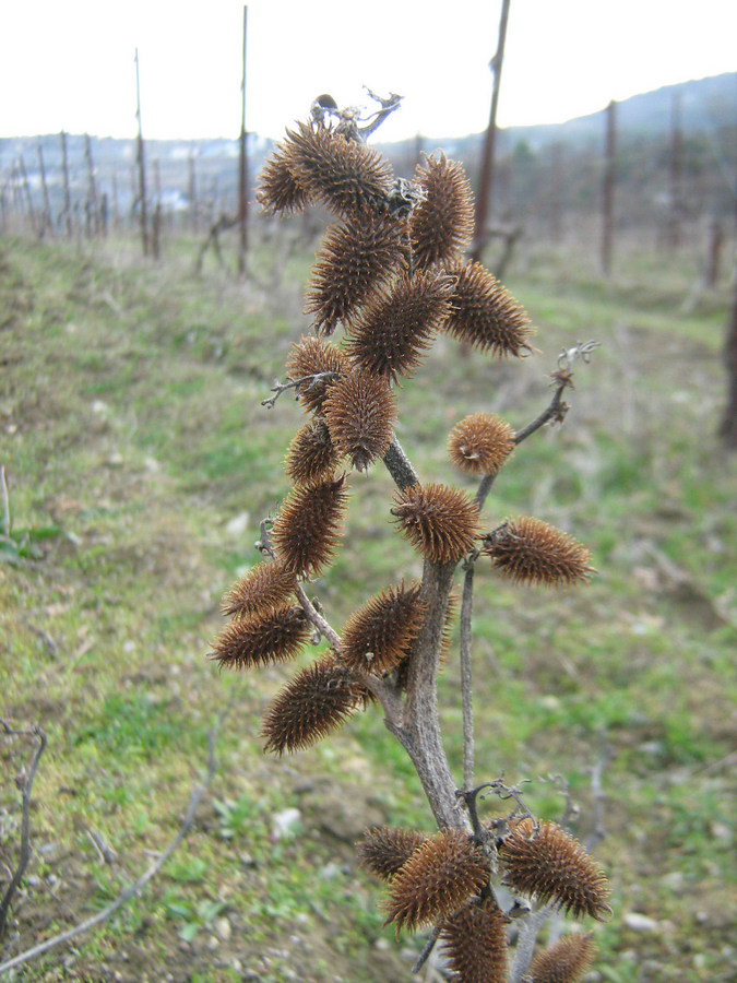 Image of Xanthium orientale specimen.