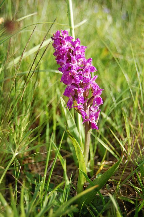 Image of Dactylorhiza majalis specimen.