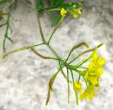 Rorippa sylvestris. Соцветие с цветками и завязавшимися плодами. Венгрия, г. Будапешт, набережная Дуная, на бетонной стенке. 01.09.2012.