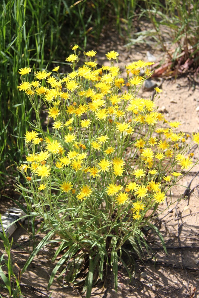 Изображение особи Crepis tectorum.