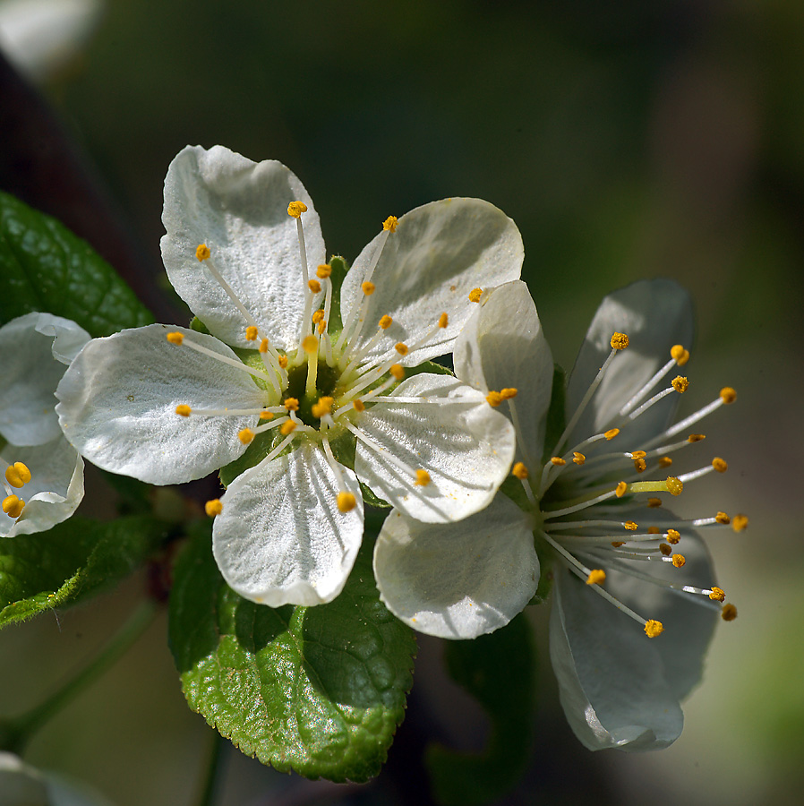Image of Prunus spinosa specimen.
