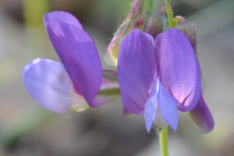 Image of Lathyrus laxiflorus specimen.