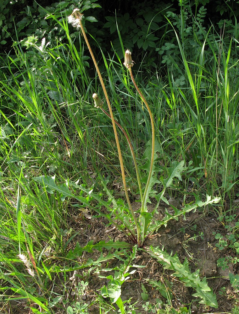 Изображение особи род Taraxacum.