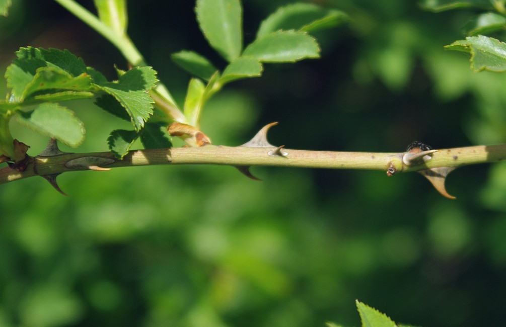 Image of genus Rosa specimen.