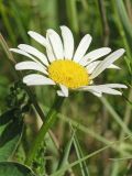 Leucanthemum vulgare