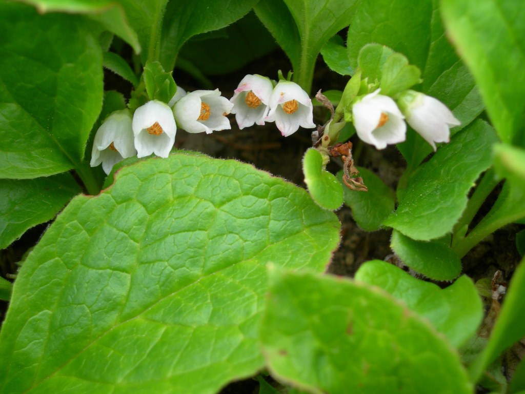 Изображение особи Vaccinium praestans.