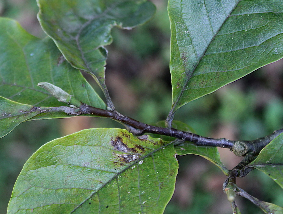 Image of Magnolia &times; soulangeana specimen.