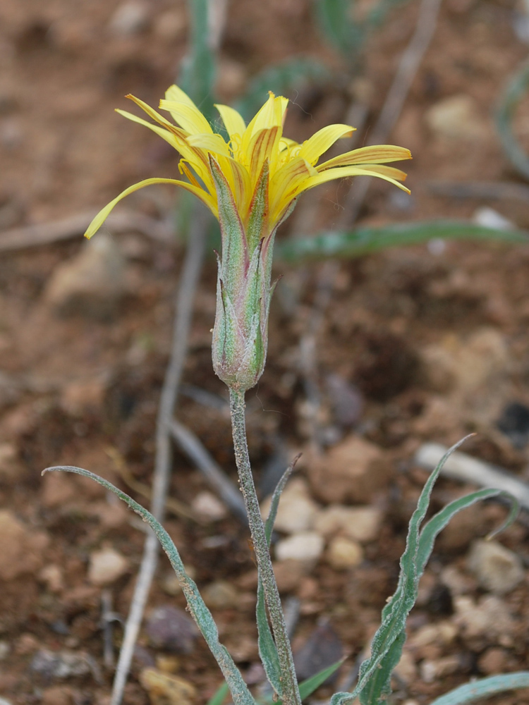 Изображение особи Scorzonera circumflexa.