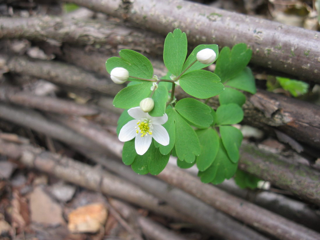 Image of Isopyrum thalictroides specimen.