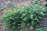 Capparis orientalis