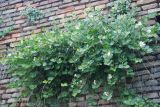 Capparis orientalis. Цветущее и плодоносящее растение. Италия, Римини. 20.06.2010.