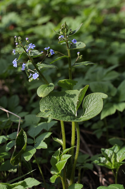 Изображение особи Brunnera sibirica.