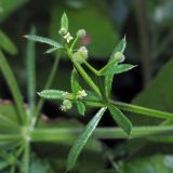 Galium vaillantii