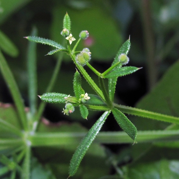 Image of Galium vaillantii specimen.