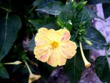 Mirabilis jalapa