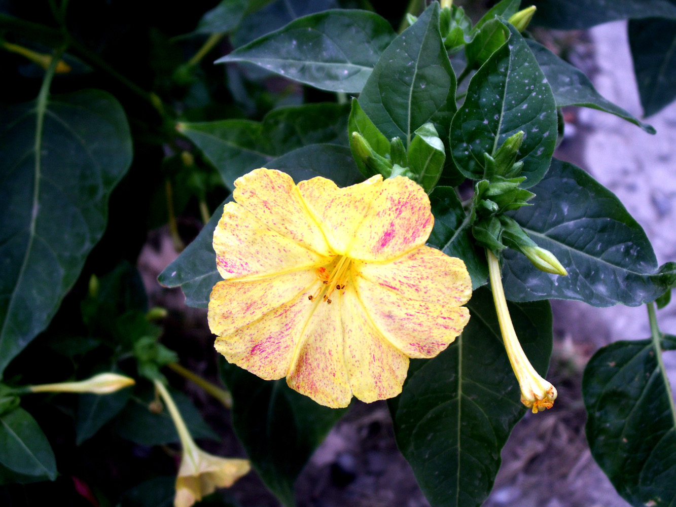 Image of Mirabilis jalapa specimen.