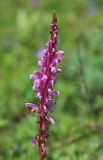 Pedicularis elata