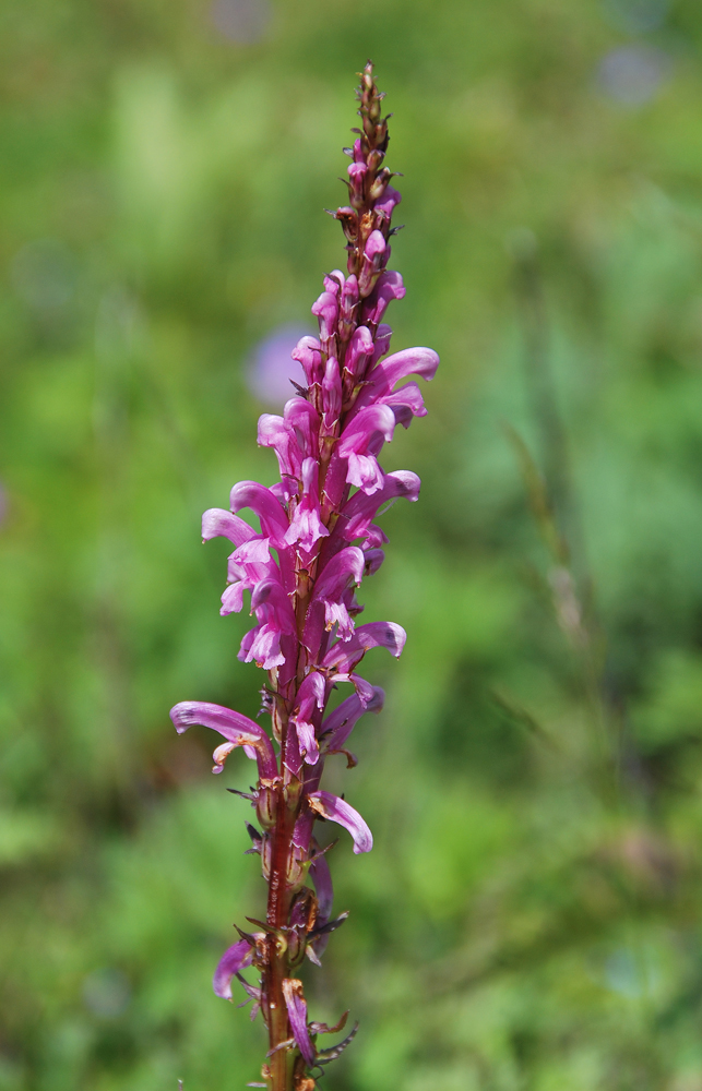 Image of Pedicularis elata specimen.