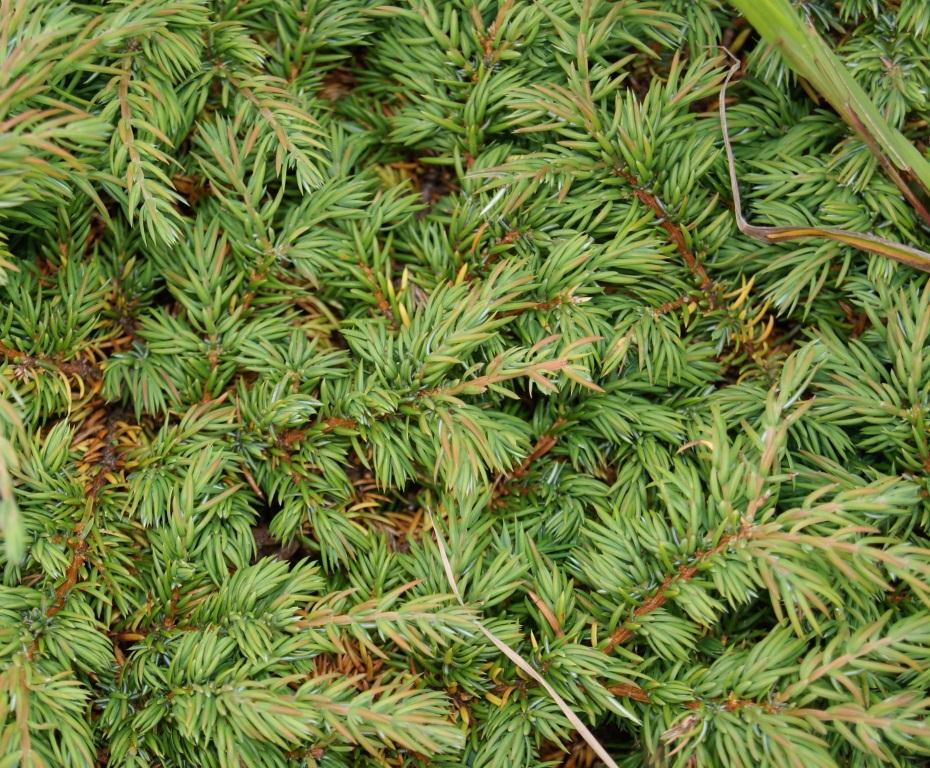 Image of Juniperus sibirica specimen.