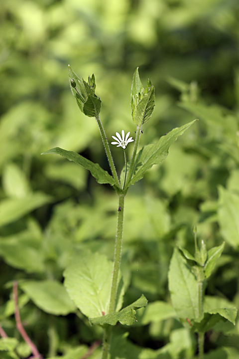 Image of Stellaria nemorum specimen.