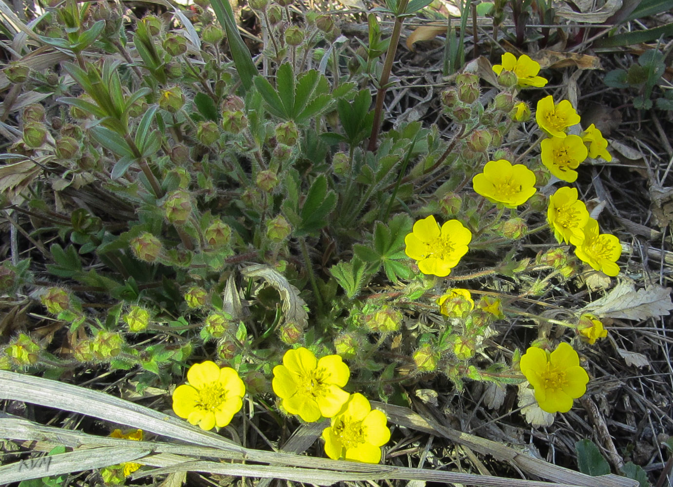 Image of genus Potentilla specimen.