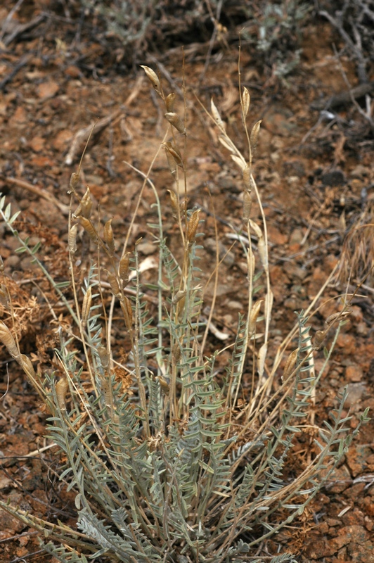 Изображение особи Oxytropis gebleriana.