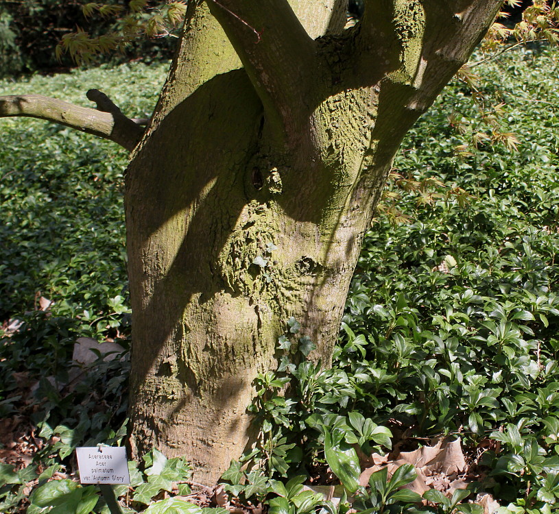 Image of Acer palmatum specimen.