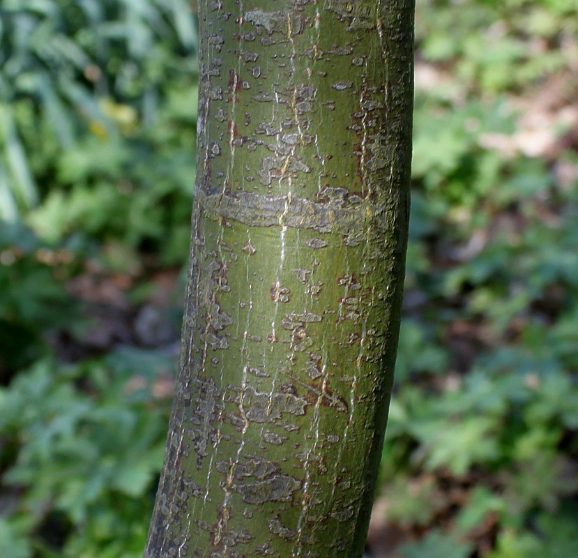 Image of Acer palmatum specimen.