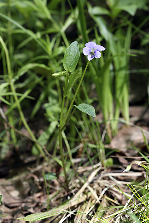 Image of Viola canina specimen.