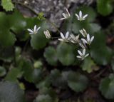 Saxifraga rotundifolia