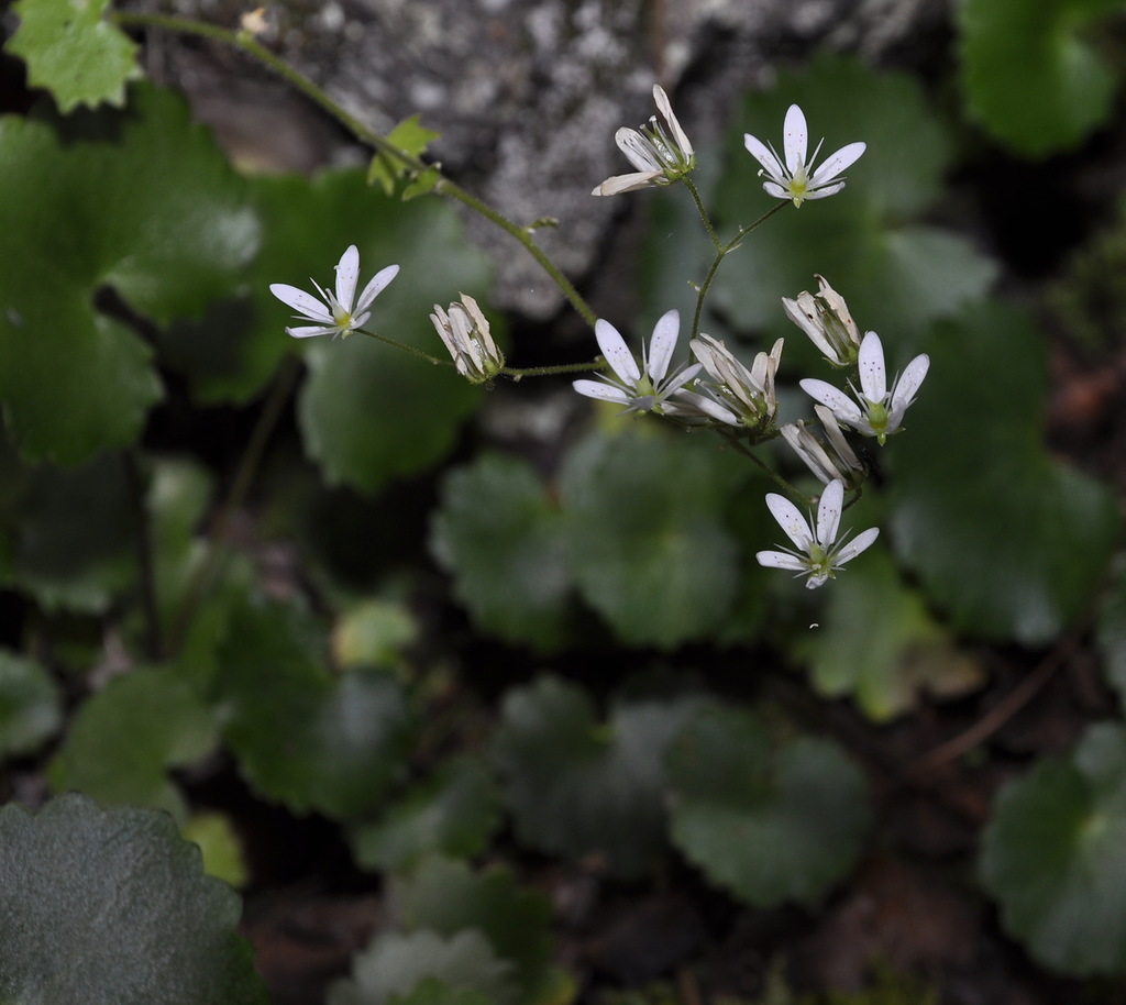 Image of Saxifraga rotundifolia specimen.