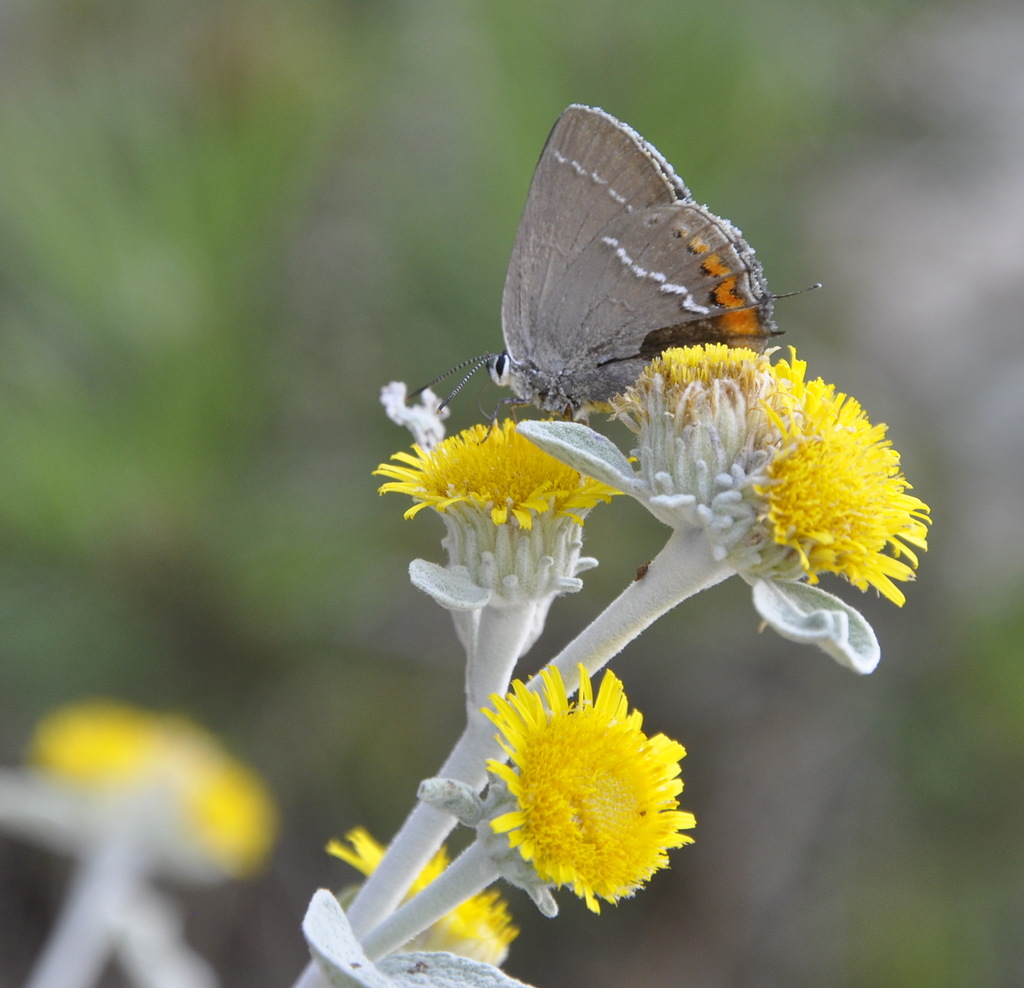 Изображение особи Inula aschersoniana.