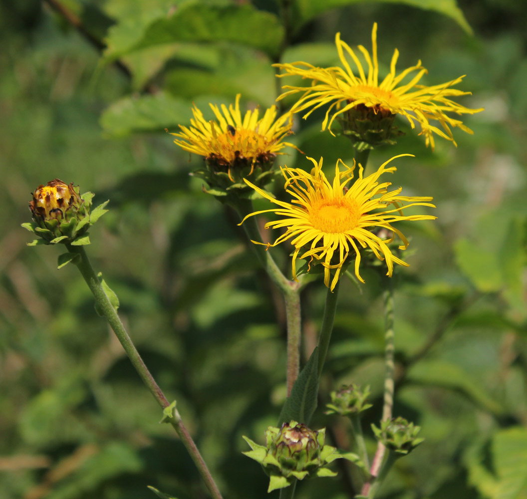 Image of Inula helenium specimen.