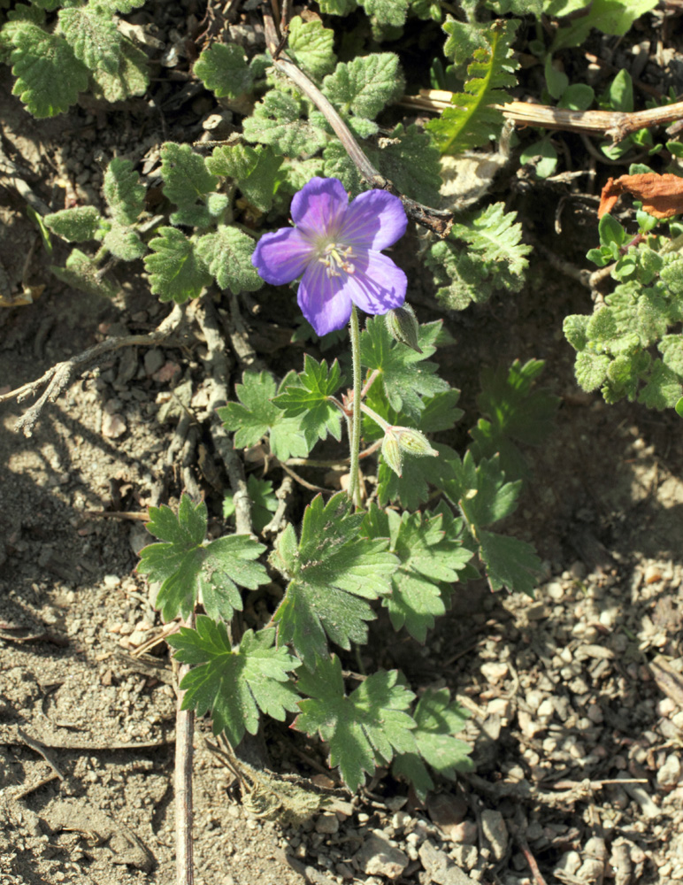 Image of Geranium regelii specimen.