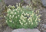 Artemisia glomerata. Цветущие растения. Камчатский край, Ключевская группа вулканов, верховья р. Студеная. 23.07.2013.