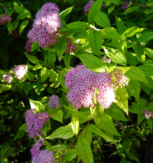 Изображение особи Spiraea japonica.