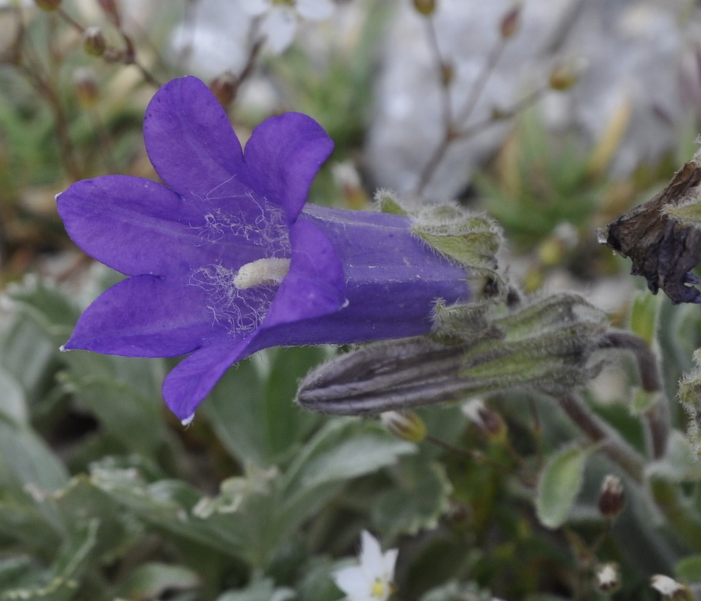 Изображение особи Campanula oreadum.