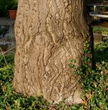 Juglans cinerea