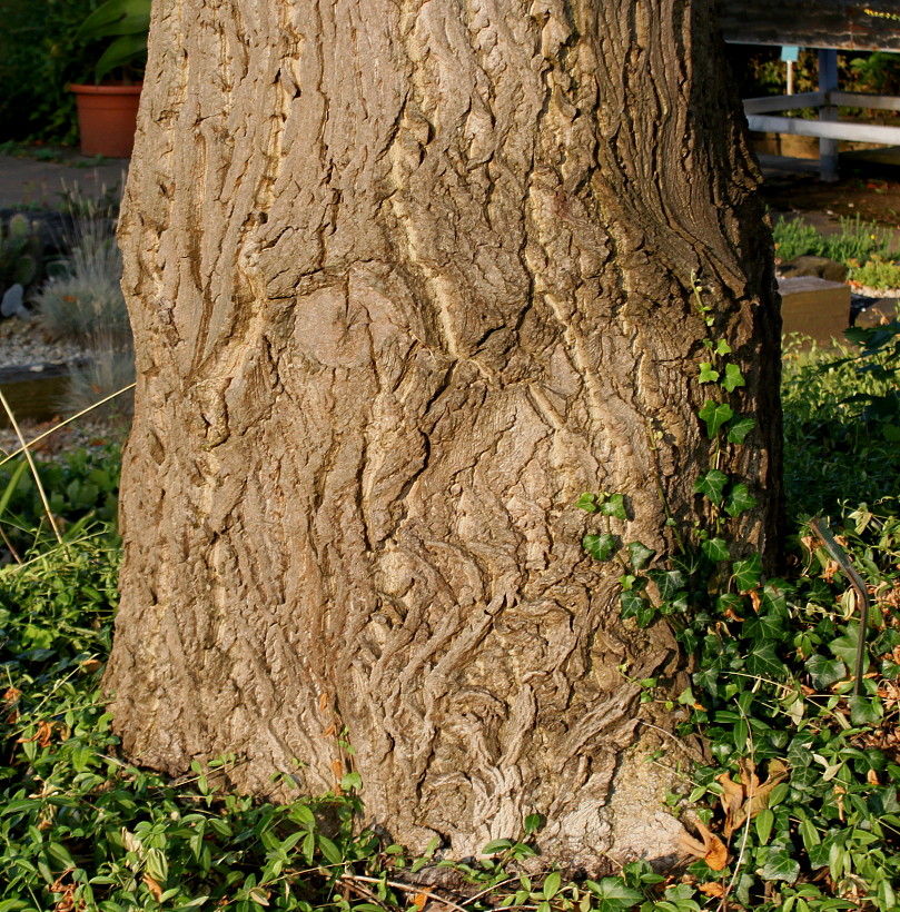 Image of Juglans cinerea specimen.