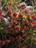 Sedum tenellum