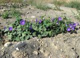 Ipomoea purpurea