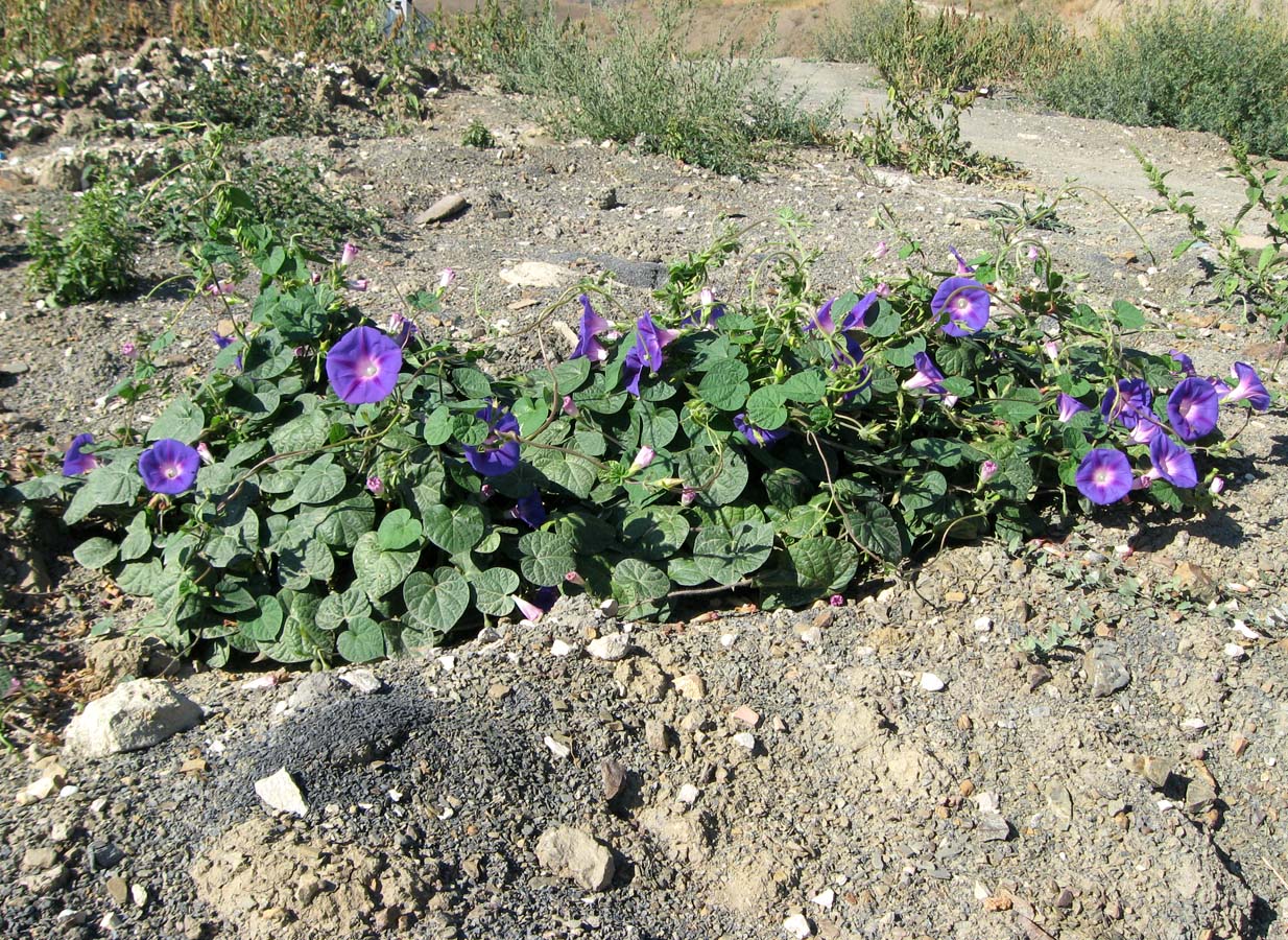 Image of Ipomoea purpurea specimen.
